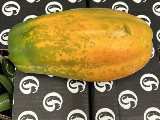 PAPAYA - SAMOLOTEM Pochodzenie: Kolumbia Jakość: Premium Kaliber: 3/4