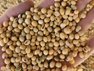 Sprzedam soję GMO/non-GMO w dowolnych partiach.