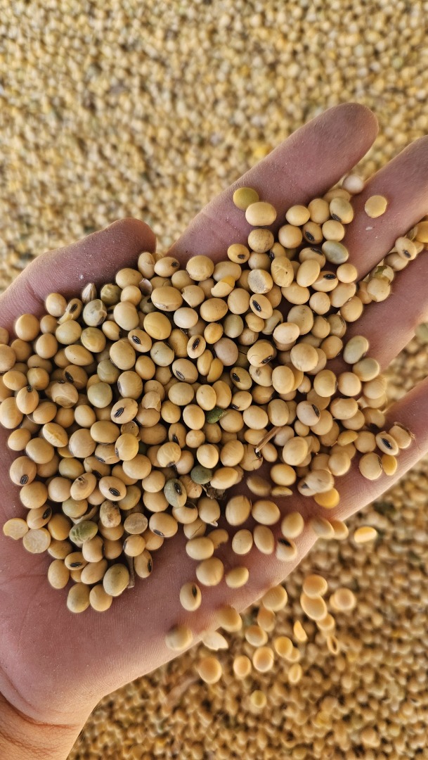 Sprzedam soję GMO/non-GMO w dowolnych partiach