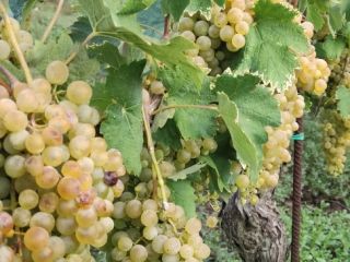 Sprzedam winogrona Falanghina DOC około 17 kwintali, 80 centów