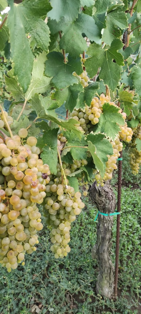 Sprzedam winogrona Falanghina DOC około 17 kwintali, 80 centów za kilogram