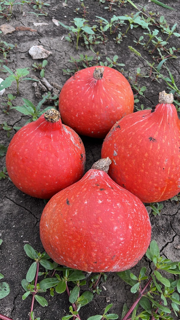 W związku z rozpoczęciem sezonu zbiorów dyni poszukujemy możliwości rynkowych, aby sprzedać nasze produkty