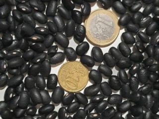 Frigoles negro Czystość-99%, wilgotność-14%, 480 szt./100g