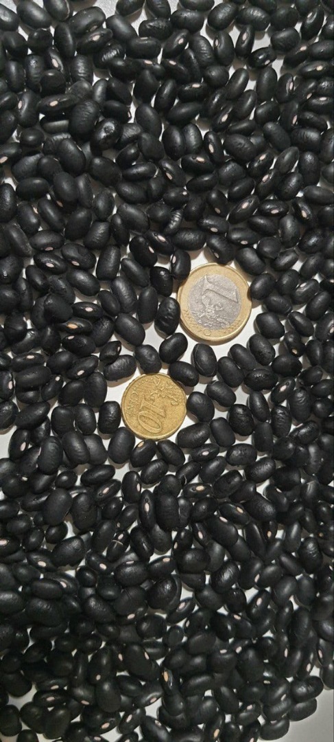 Frigoles negro Czystość-99%, wilgotność-14%, 480 szt./100g