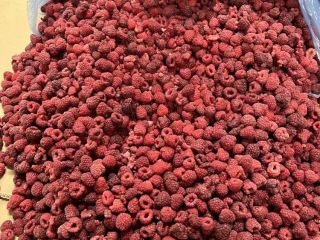 Oferujemy państwu sprzedaż maliny mrożonej 80/20. Malina pakowana w