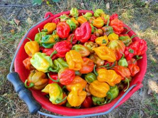 Sprzedam paprykę Habanero w kolorze czerwonym i żółtym. Ilość