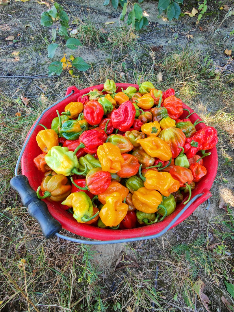Sprzedam paprykę Habanero w kolorze czerwonym i żółtym