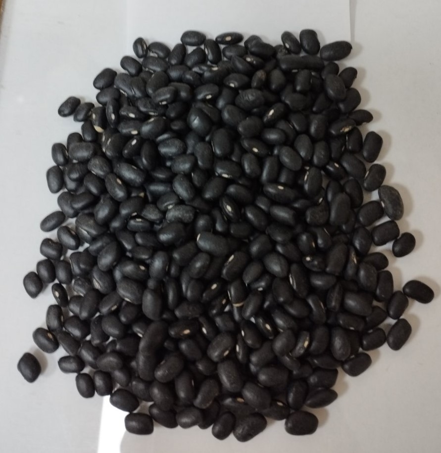 Fasola czarna 900 ton 460-480 sztuk na 100 gram czystość 99% wilgotność 14% bez pestycydów pakowanie big bag dostawa od 22 ton miasta DAP w Niemczech