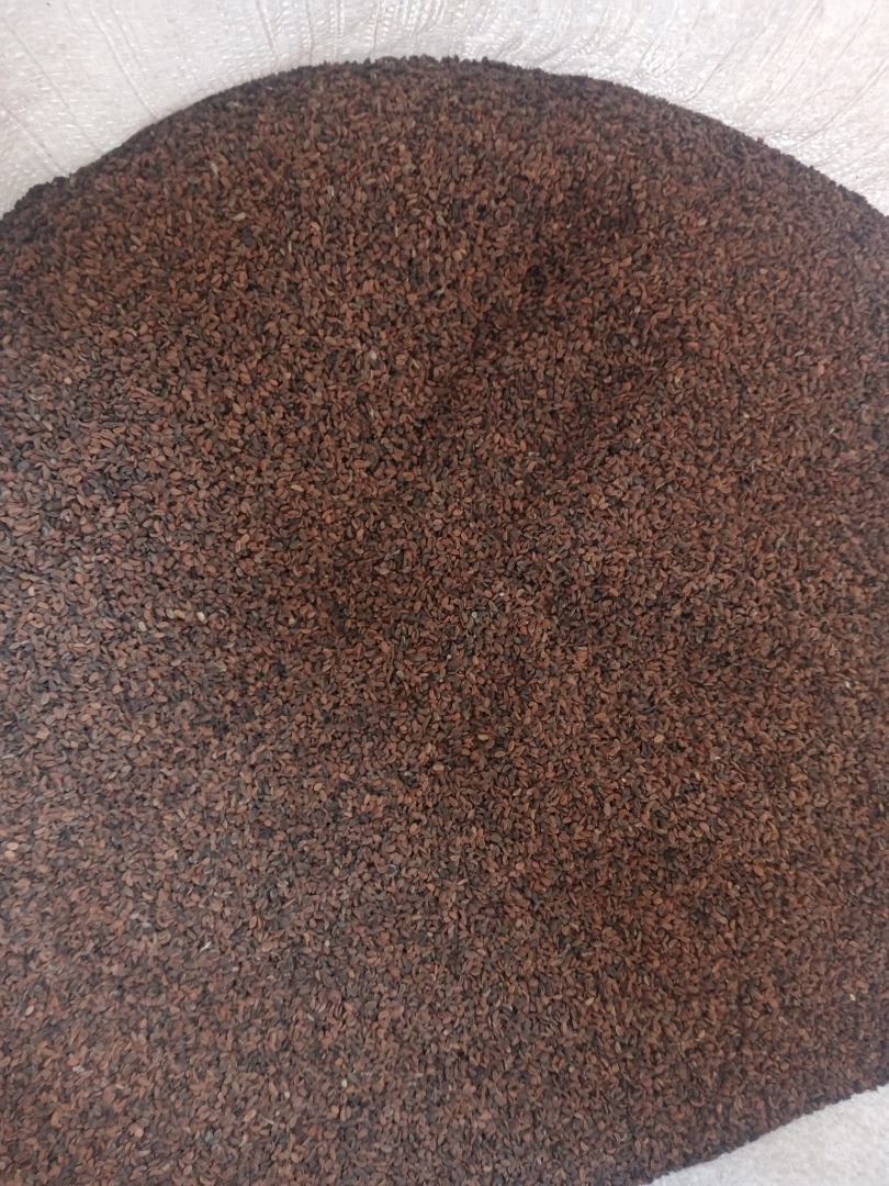 Sprzedam facelie tegoroczna, 1,5t