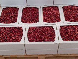 Cześć, produkujemy bio żurawinę i mamy w tym roku