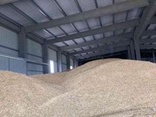 Sprzedam owies jary 500 ton (dobrej jakości, piękny, czysty