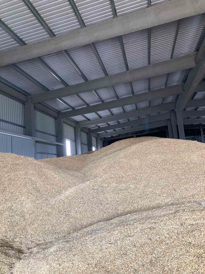 Sprzedam owies jary 500 ton (dobrej jakości, piękny, czysty kombajnowo)