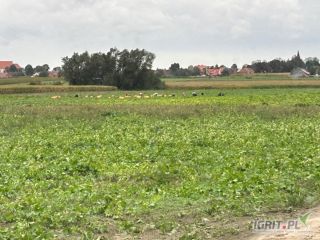 Witam, sprzedam fasolę szparagową żółta i zielona. Ilości tonowe
