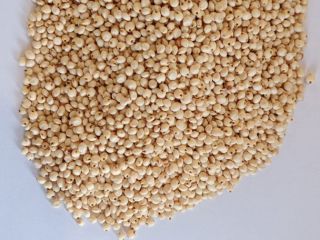 Sprzedam sorgo białe. 1000 ton. Umowa walutowa, fca.