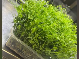 Sprzedam Świeży Groch Microgreens! Wzbogacaj swoje posiłki mikrogreenami grochu,