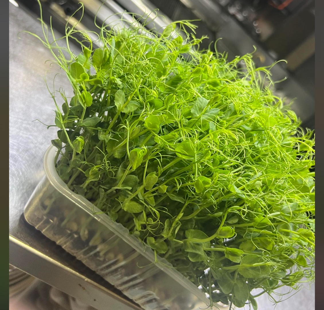Sprzedam Świeży Groch Microgreens! Wzbogacaj swoje posiłki mikrogreenami grochu, superfoodem pełnym witamin i przeciwutleniaczy! Te delikatne młode pędy