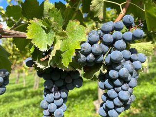 Sprzedaż doskonałych winogron AGLIANICO i MONTEPULCIANO Nadających się do