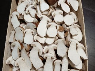 Świeże borowiki (boletus edulis). 1, 2 i 3 klasa.