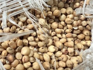 Zajmujemy się sprzedażą sorgo białego, więcej informacji