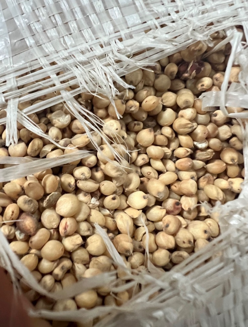 Zajmujemy się sprzedażą sorgo białego, więcej informacji