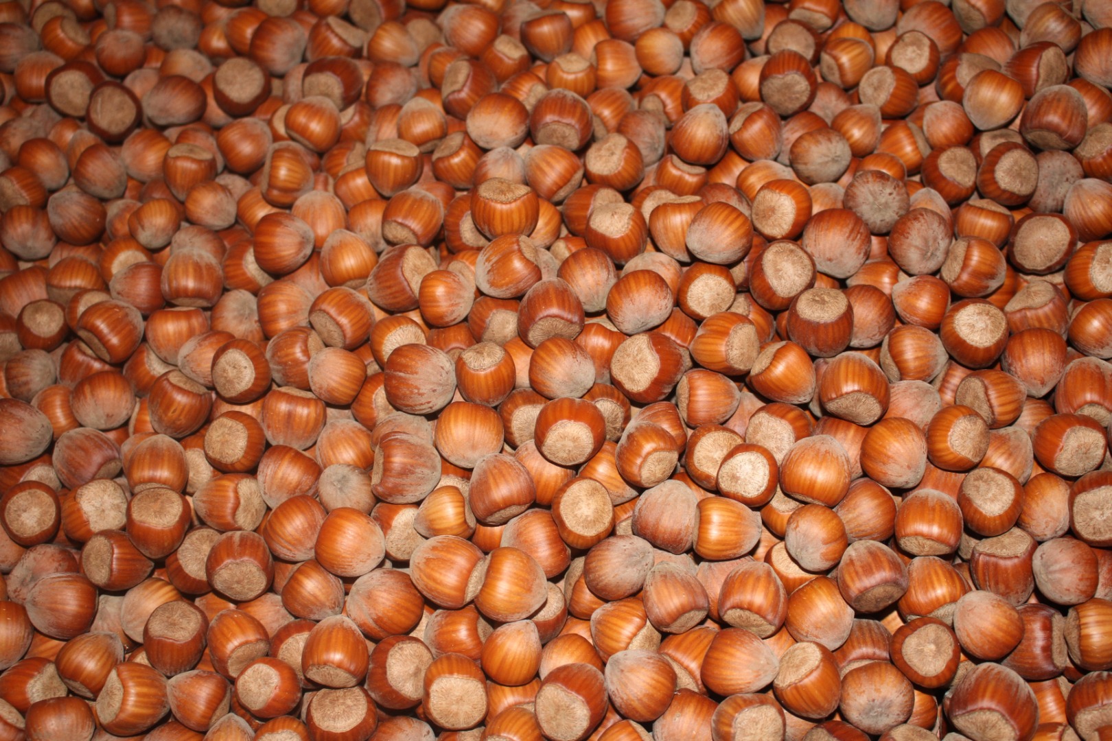 Orzechy laskowe BIO (w łupinach) sprawdzone przez Biokontroll Hungária Kft sprzedawane są bezpośrednio od producenta! Można zorganizować dostawę