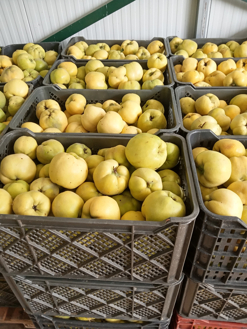 Odmiana pigwy Géant de Vranja, w certyfikowanej konwersji organicznej