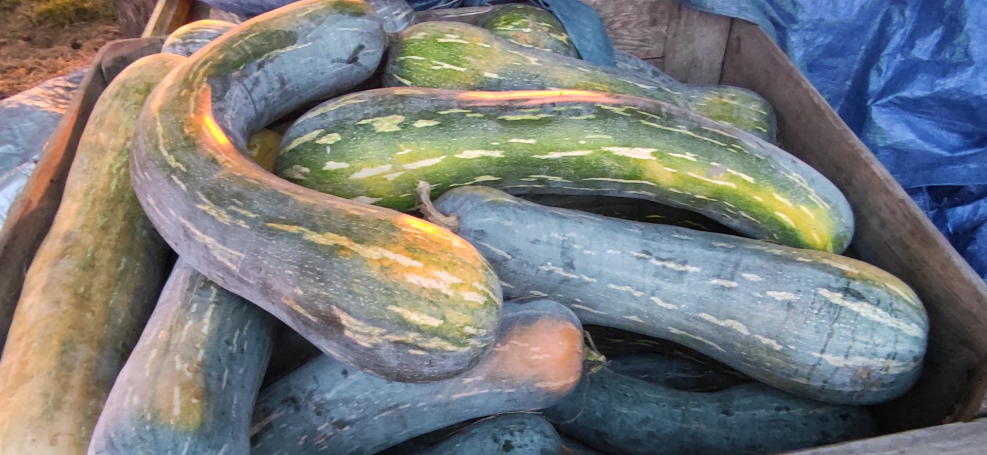 Sprzedam ok 2ton dyni piena lunga cena 2zl kilogram i ok 400 kg dyni hokkaido cena 2zl kg