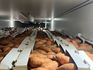 Sprzedam bataty z Egiptu, karton 6 kg, rozmiar: L1-L2-XL
