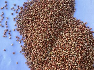Sorgo czerwone na sprzedaż| Cena na zapytanie