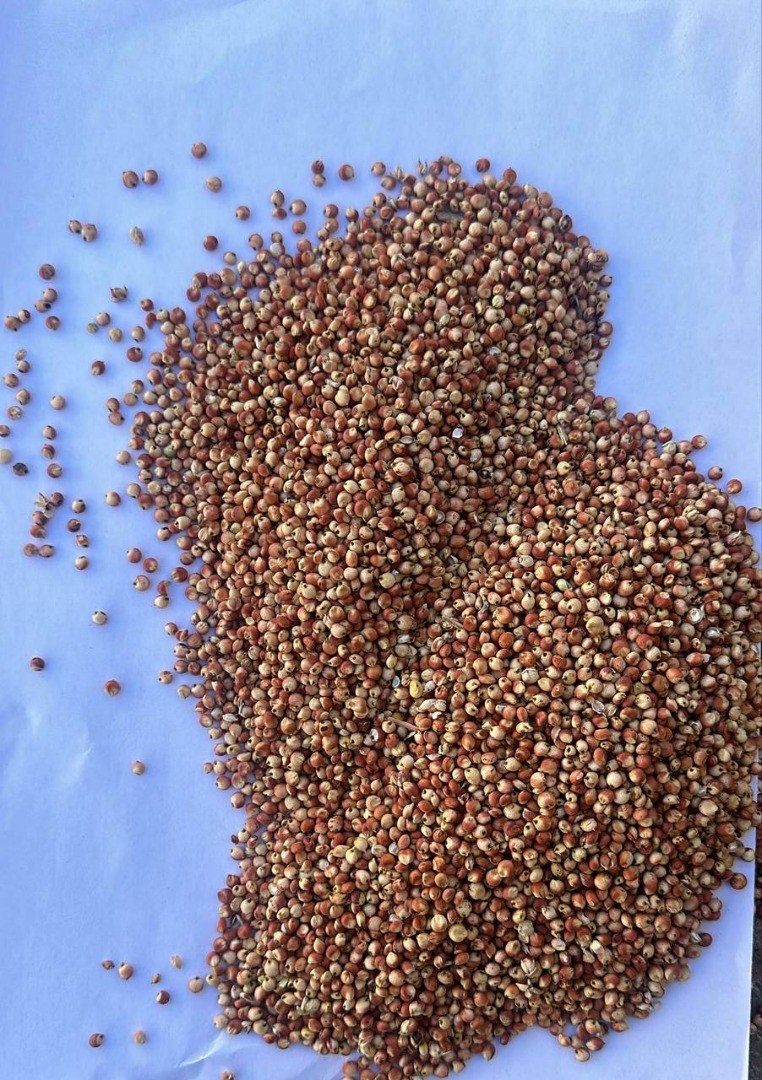 Sorgo czerwone na sprzedaż| Cena na zapytanie