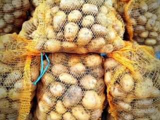 Sprzedam ziemniaki sortowane Denar pakowane w worki 15kg cena