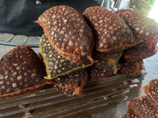 Sprzedam 300kg kasztanów pakowane w workach po 18kg