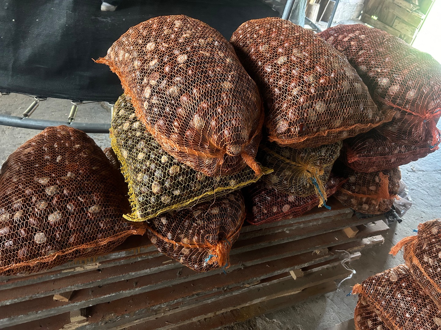 Sprzedam 300kg kasztanów pakowane w workach po 18kg