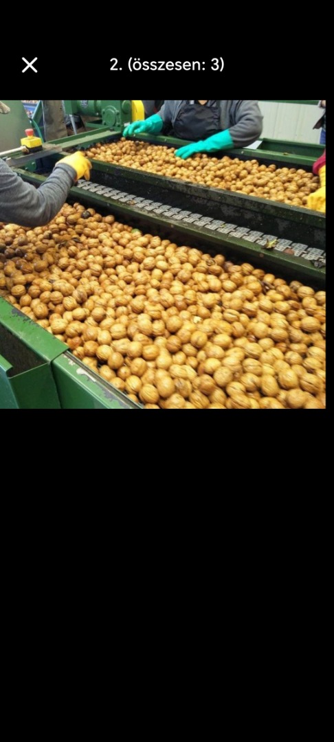 Sprzedam tegoroczne orzechy włoskie w łupinach z Milótai, Alsószentiváni, w cienkiej papierowej skórce, 1500ft/kg