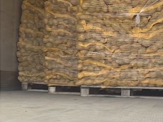 Kupię ziemniaki, cebulę i marchew w dużych ilościach z