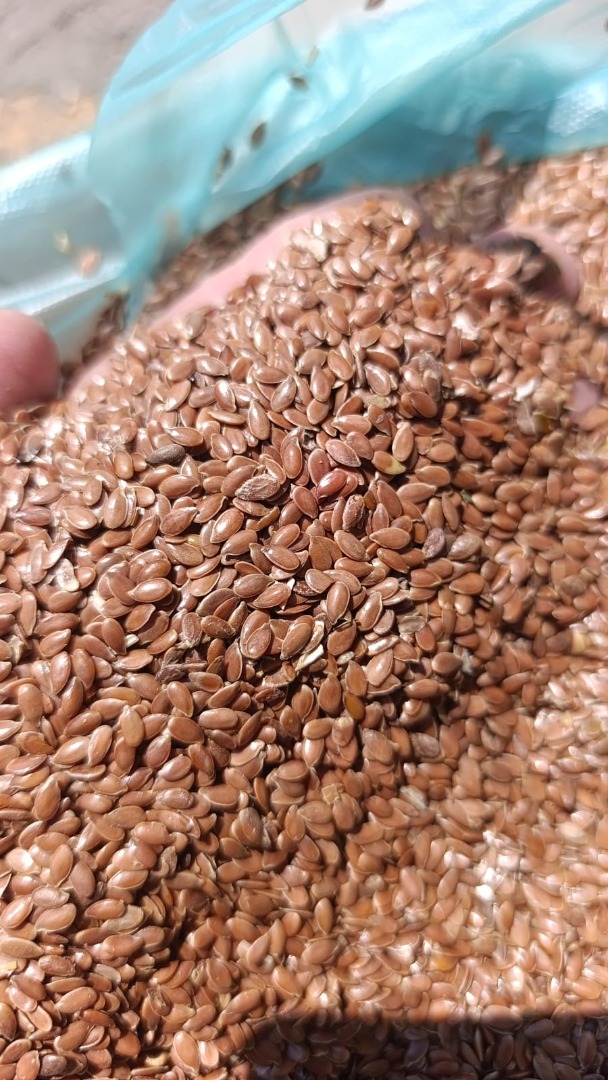 Sprzedam len brąnzowy pochodzenia Kazachstan w cenie 2450zl/t netto na warunkach DAP Malaszewicze