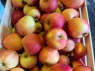 Sprzedam jabłka różnych odmian Jona Gold,Elster,Golden Delicius.