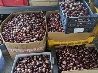 Sprzedam ok 500 kg kasztanów (możliwe że jest ich