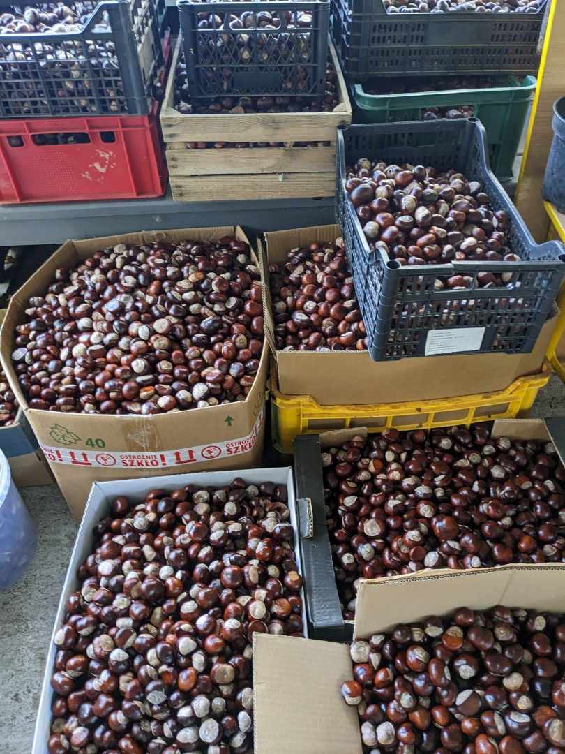 Sprzedam ok 500 kg kasztanów (możliwe że jest ich więcej) zebranych we wrześniu 2024 , świetnej jakości bez łupin, nie popękane, bez pleśni