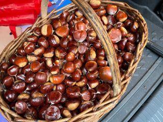Kasztany kraju