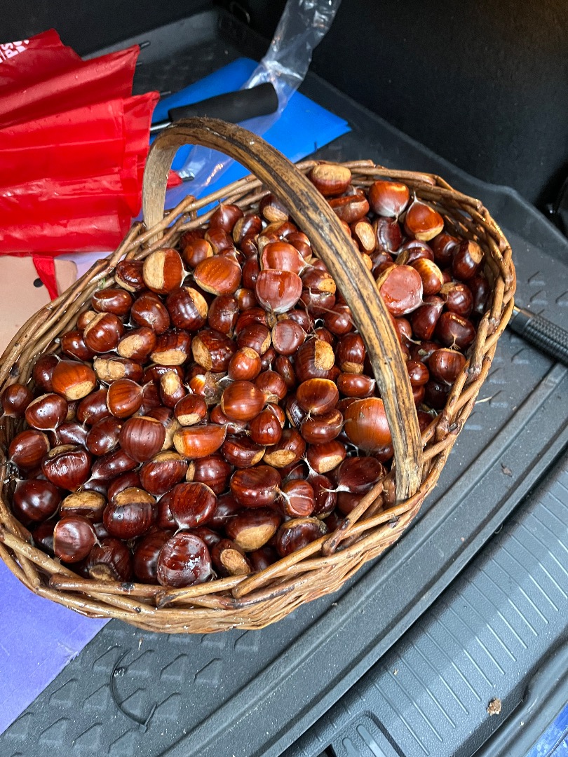 Kasztany kraju