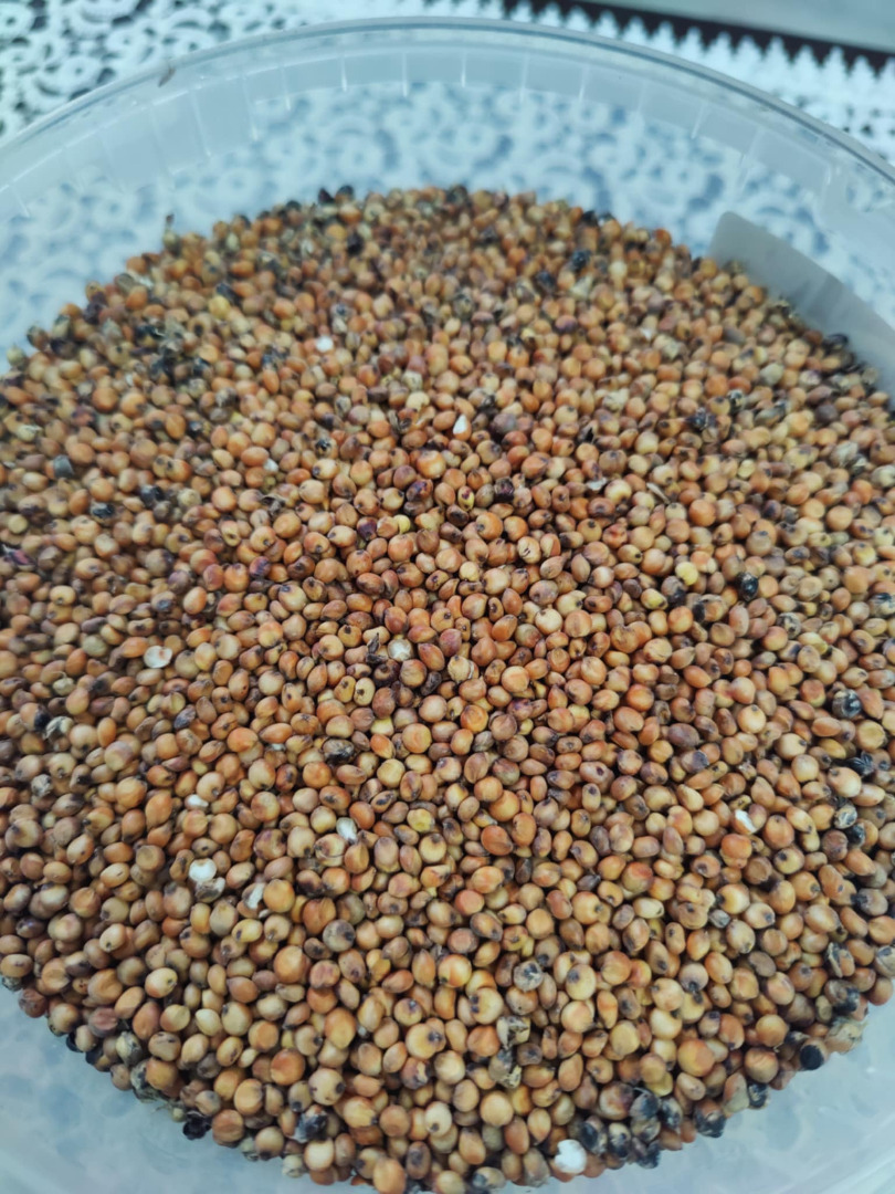 Witam do sprzedaży posiadam sorgo czerwone odmiana RAGT Belluga