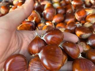 Kasztany z Ancares de León, rezerwat biosfery, ściana, wyselekcjonowane,