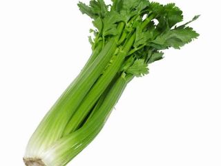 Oferuję świeży seler naciowy (Apium Graveolens), chrupiące i pożywne