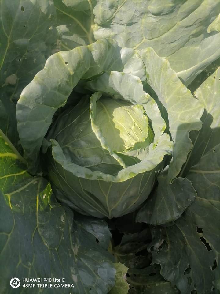Mam do zaoferowania kapustę bałkańską cena bez VAT 1,20 BGN/kg Bułgaria Kapusta nie jest nawożona żadnymi nawozami