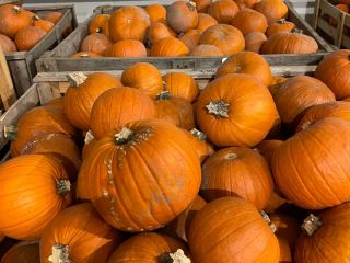 Dynia Halloween Dostępne od ręki 17 ton. Spakowana w