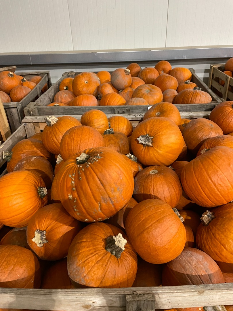 Dynia Halloween Dostępne od ręki 17 ton