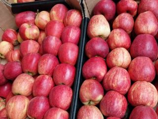 Hello. I am selling organic apples and organic pears