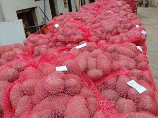 Mamy 500 ton ziemniaków. Pakowane w worki 10 i