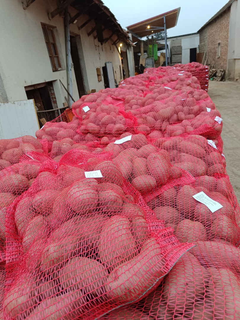 Mamy 500 ton ziemniaków